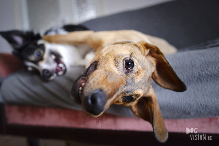 Indoor hondenfotografie tips | Oona mutt | www.DOGvision.be