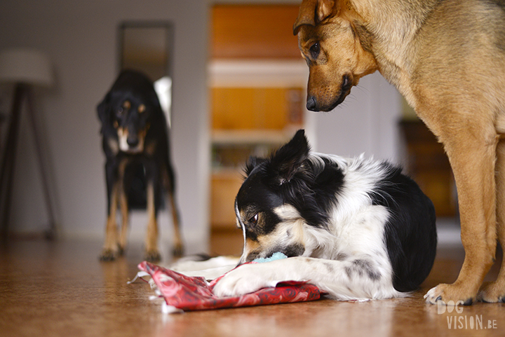 Indoor hondenfotografie tips | Mogwai, Border Collie | www.DOGvision.be