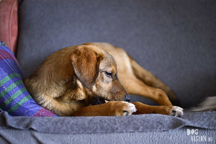 Indoor hondenfotografie tips | www.DOGvision.be