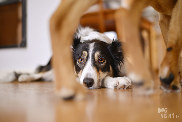 Indoor hondenfotografie tips | www.DOGvision.be