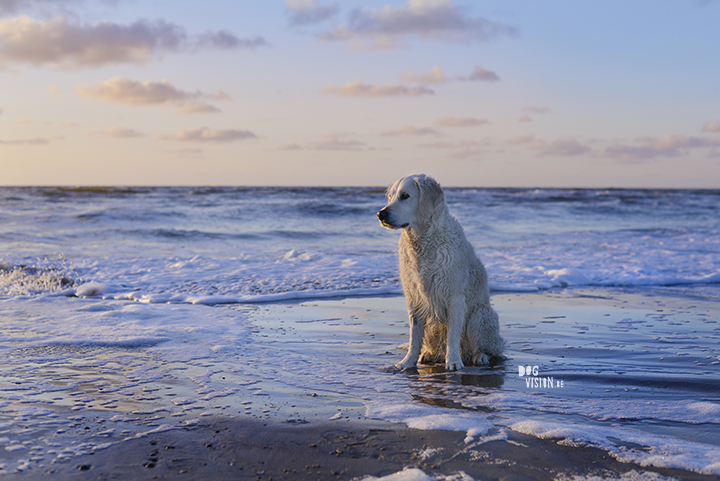 Dogs at the beach | www.DOGvision.be | Golden Retriever