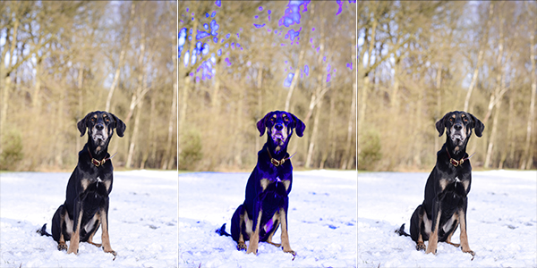 Black dog turning blue | photoshop tutorial | www.DOGvision.be | hondenfotografie | Zwarte hond