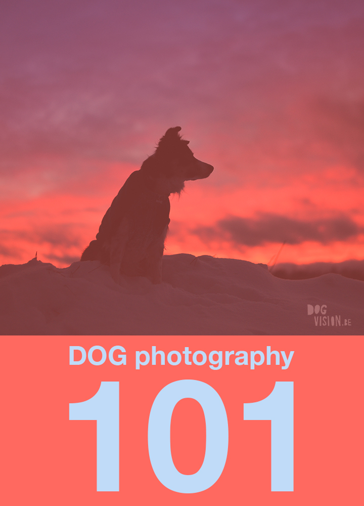 Dog photography 101 |www.DOGvision.be | dog photography tips & tricks