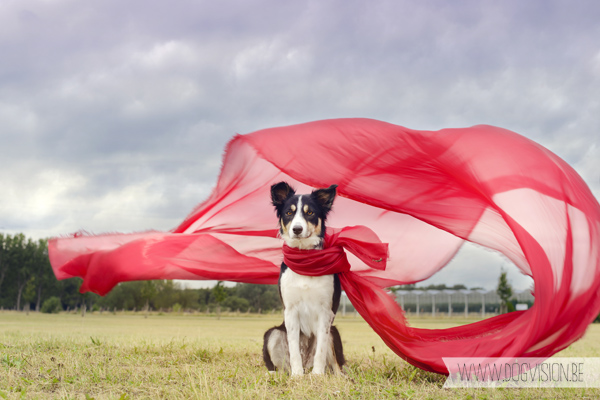 Fake or real, the story behind the photograph | www.DOGvision.be | dog photography