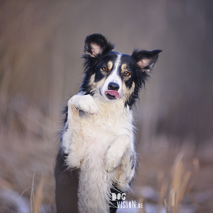 Mogwai | Border Collie | Tongue Out Tuesday | www.DOGvision.be