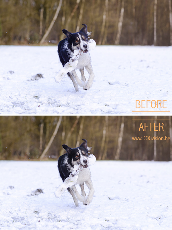 Black dog turning blue | photoshop tutorial | www.DOGvision.be | hondenfotografie | Zwarte hond