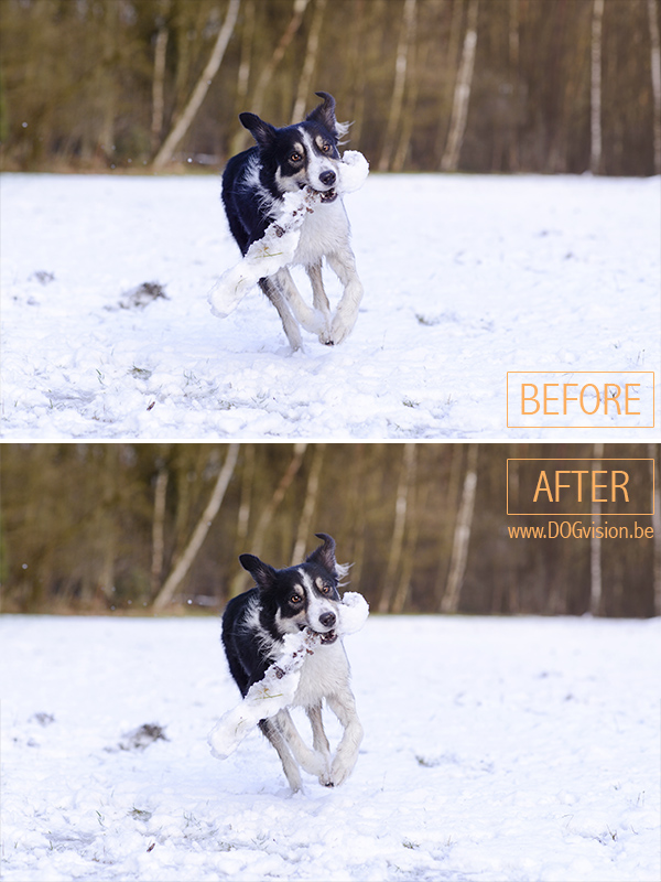 Black dog turning blue | photoshop tutorial | www.DOGvision.be | hondenfotografie | Zwarte hond