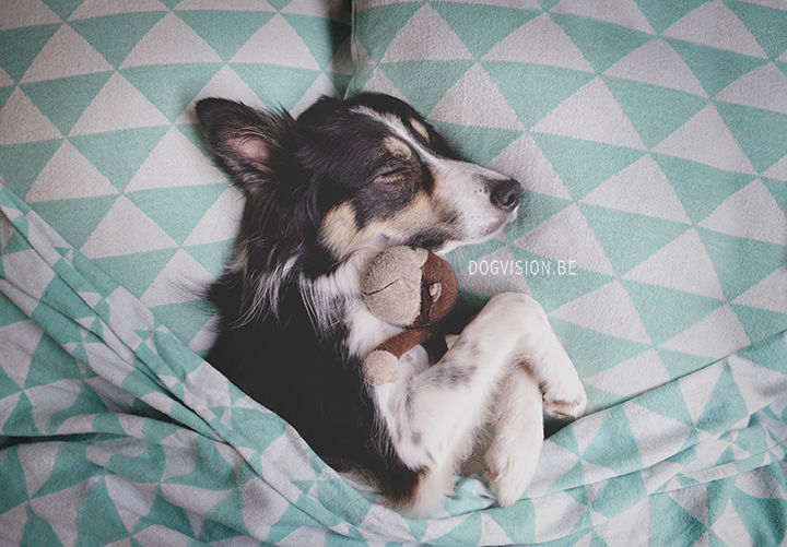 Sleeping Mogwau | Border Collie | DOGvsion.be | dog photography