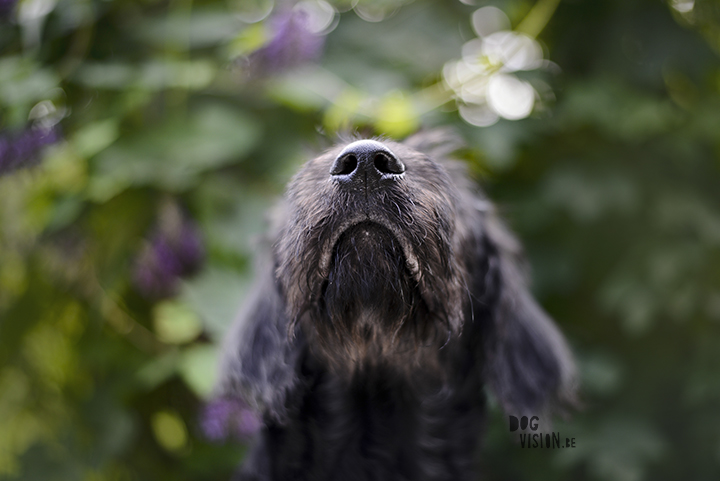 Zo fotografeer je een zwarte hond | www.DOGvision.be