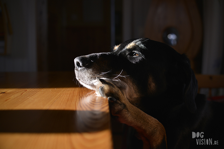 Ravasz | indoor honden fotograferen | www.DOGvision.be