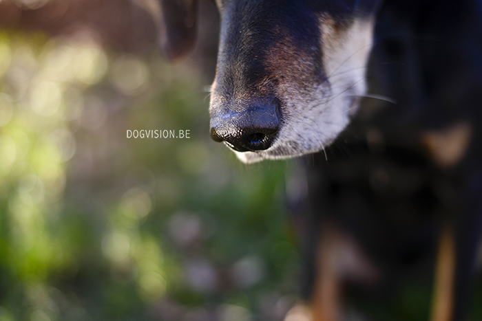 Ravasz-neus | www.DOGvision.be | dog photography