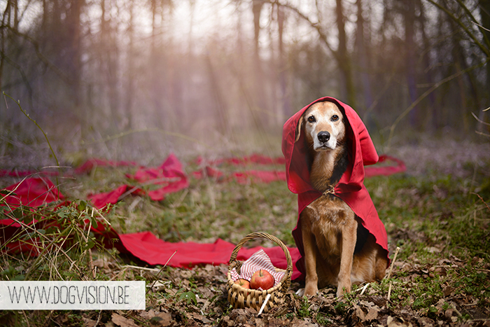 Little red riding hood | inspired by fairy tales | dog photography tips & tricks | www.DOGvision.be