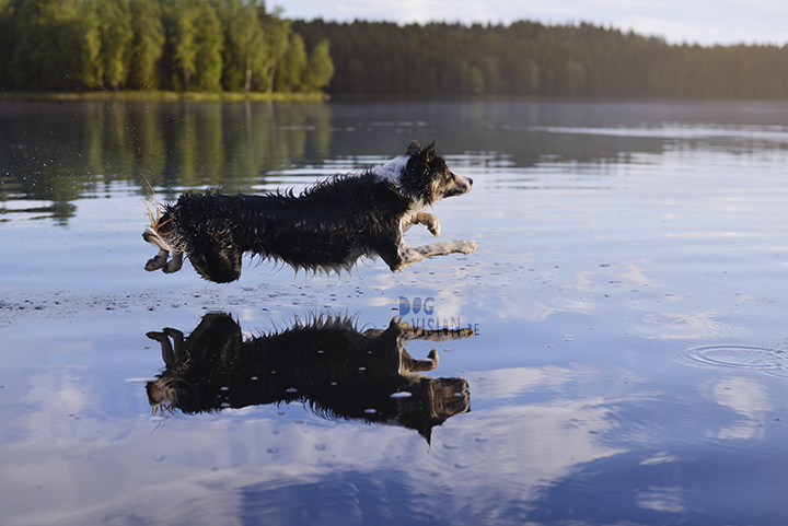 Travel with dogs: Sweden | www.DOGvision.be