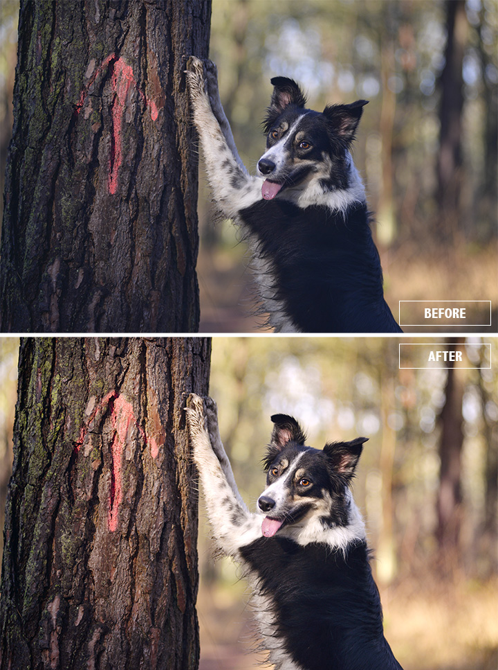 Photoshop before+ after | dog photography | www.DOGvision.be