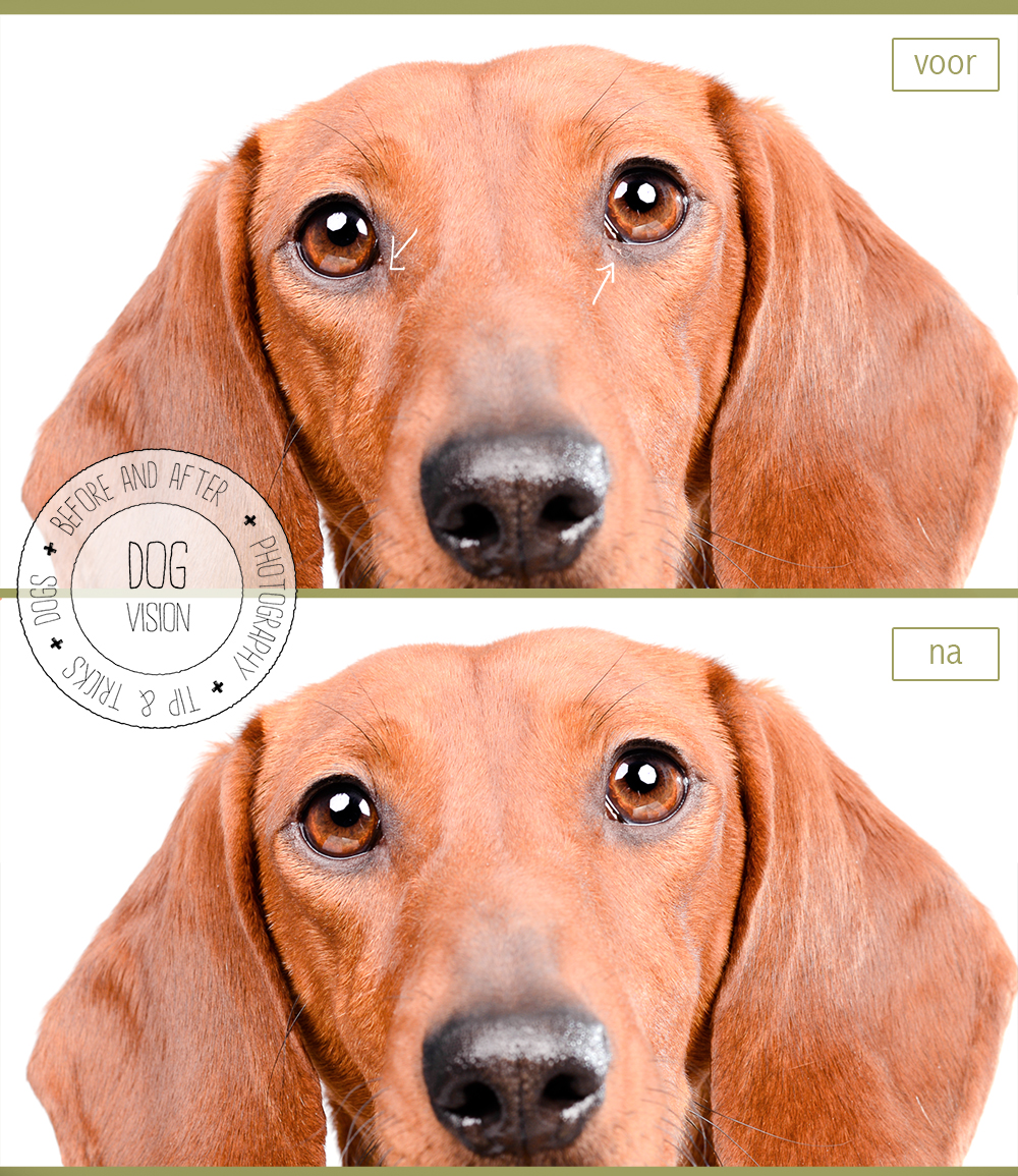Photoshop tips & tricks | DOGvision | www.DOGvision.be | dog photography