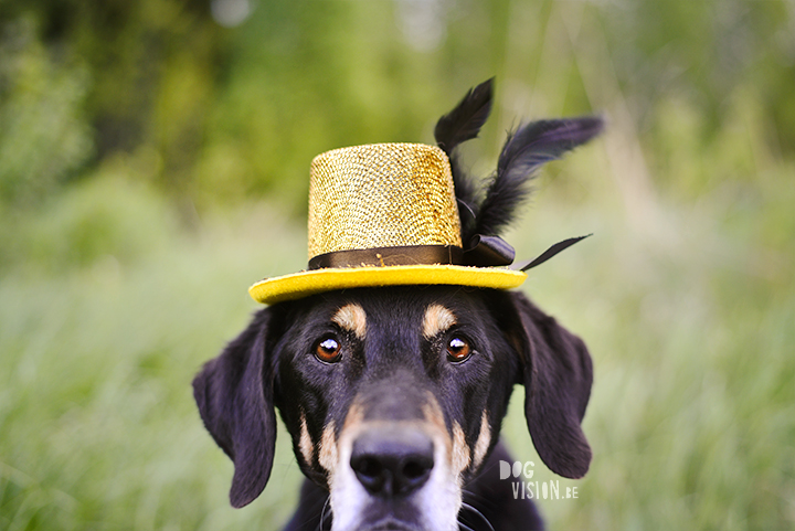 Cupcakes for a birthday dog | Ravasz Transylvanian hound| Blog & dog photography tips on www.DOGvision.be