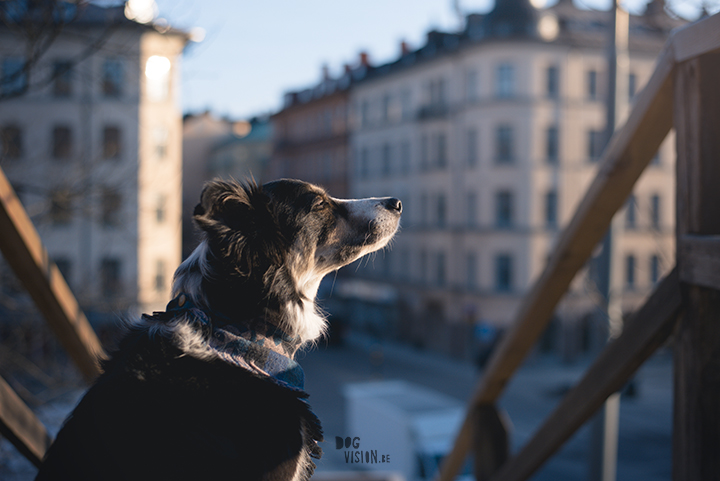 dog training in the city, training in Stockholm, dogs in Stockholm, dog photography, dog blog, photo project dogs, www.DOGvision.eu