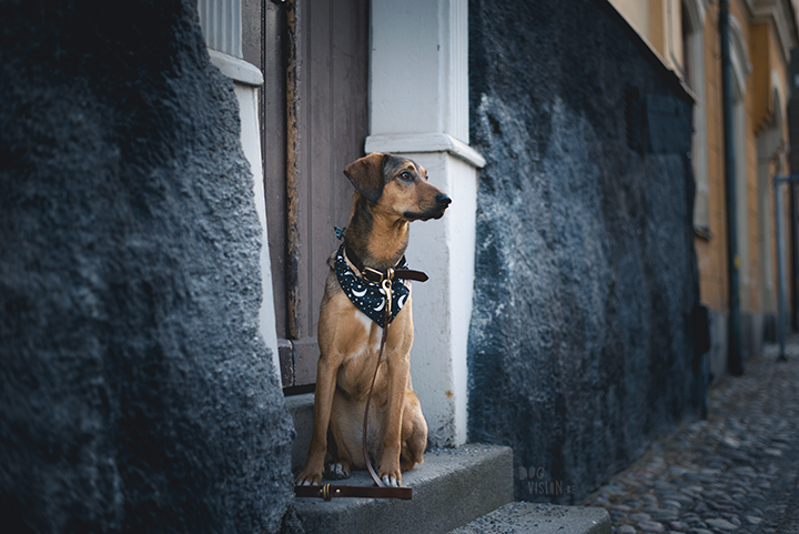 Tip to photography your dog in the city, creative dog photography, Sweden, www.DOGvision.eu
