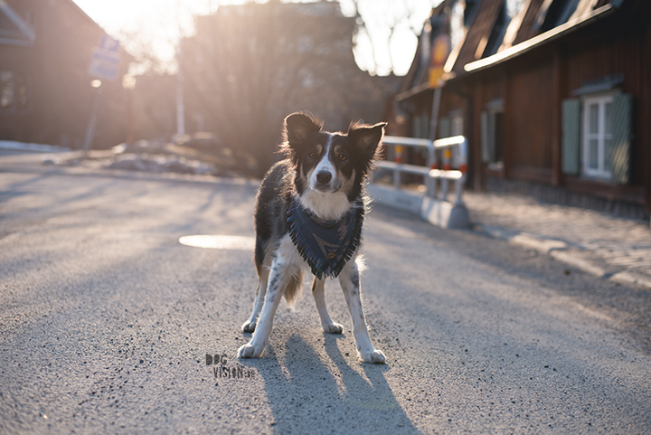 dog training in the city, training in Stockholm, dogs in Stockholm, dog photography, dog blog, photo project dogs, www.DOGvision.eu