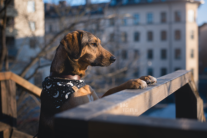 Hondenfotografie, Stockholm, Zweden, blog op www.DOGvision.be