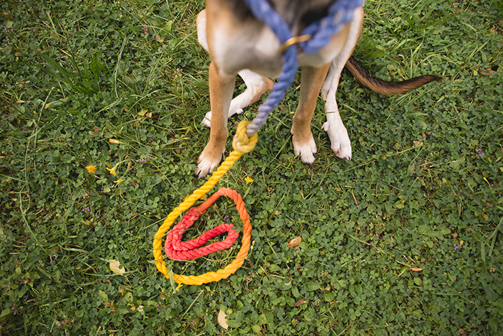 dog diy, rope leash, European dog photographer, petpreneur, www.DOGvision.eu