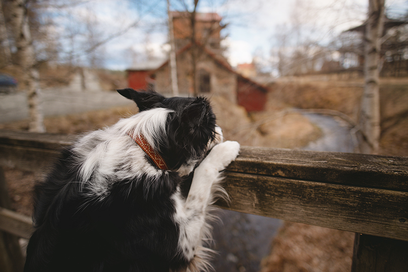 Exploring with dogs in Sweden, Flatenbergs hytta in Smedjebacken Dalarna, www.DOGvision.eu