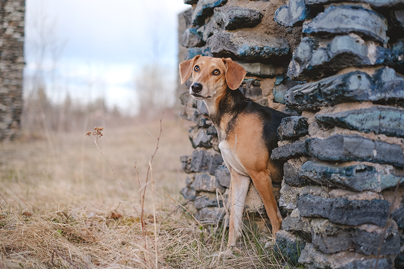 Dalarna Sweden, hiking with dogs, history of Dalarna, Border Collie, www.DOGvision.eu