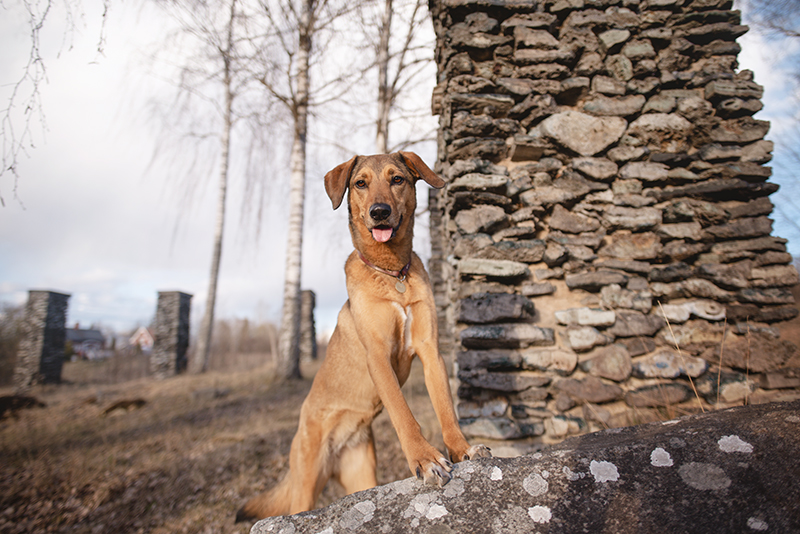 Exploring with dogs in Sweden, Flatenbergs hytta in Smedjebacken Dalarna, www.DOGvision.eu