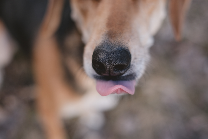 #TongueOutTuesday (18), dog photography Sweden, hiking dogs, dog blog, www.DOGvision.eu
