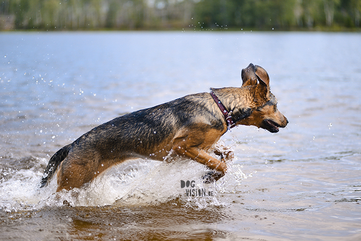 #TongueOutTuesday (28)| dogvision dog stories | dog photography project | blog on www.DOGvision.be