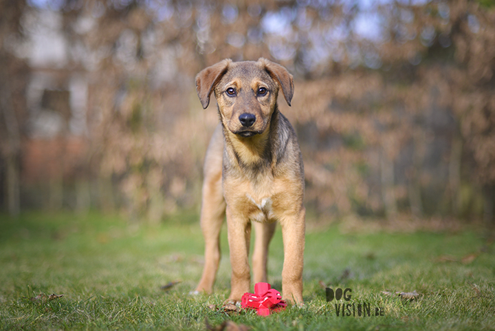 Gotcha day, Bosnian street dog Oona | Mutt puppy | dog photography and blog on www.dogvision.eu