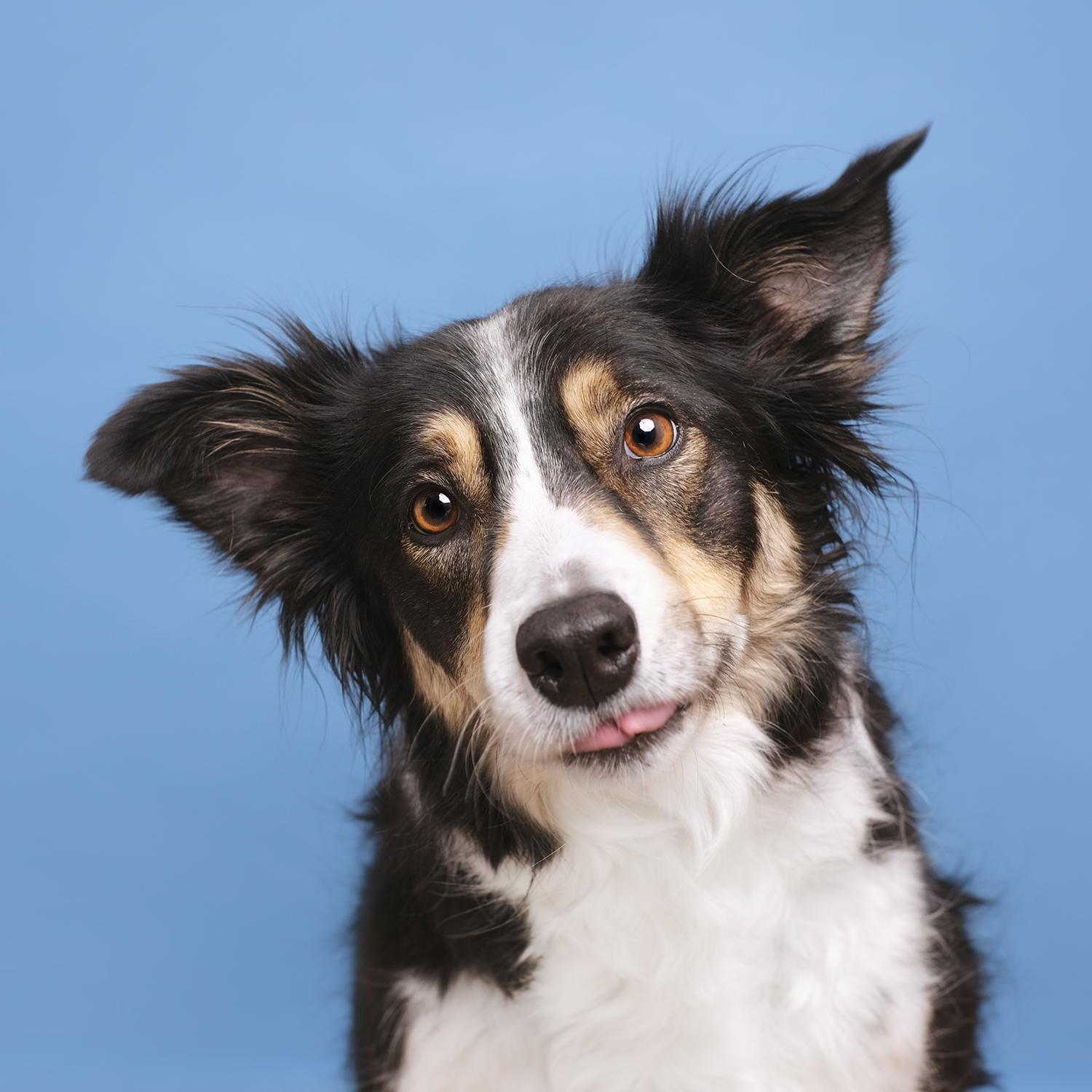 #TongueOutTuesday (10), Fenne Kustermans dog photography Sweden, Belgium Europe, Border Collie Mogwai in the photo studio, www.DOGvision.eu