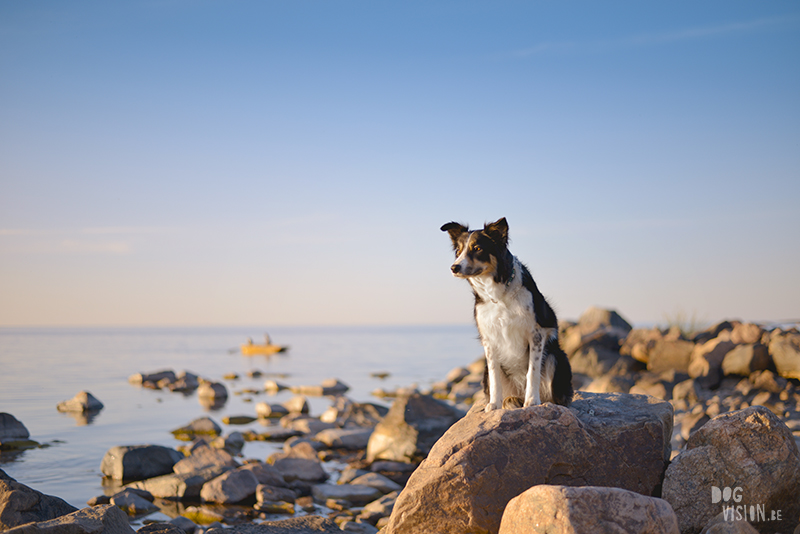 #tongueouttuesday, creative dog photography project, dog photographer Europe, hundfotograf Sverige, dog blog on www.DOGvision.eu