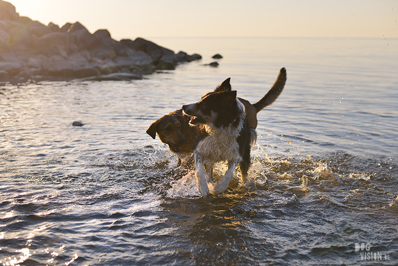 #tongueouttuesday, creative dog photography project, dog photographer Europe, hundfotograf Sverige, dog blog on www.DOGvision.eu