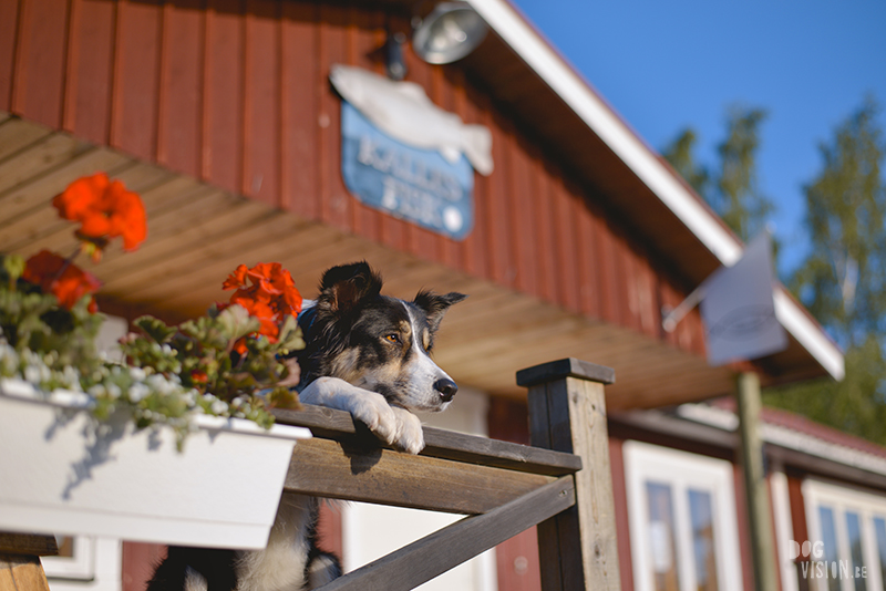 #tongueouttuesday, creative dog photography project, dog photographer Europe, hundfotograf Sverige, dog blog on www.DOGvision.eu