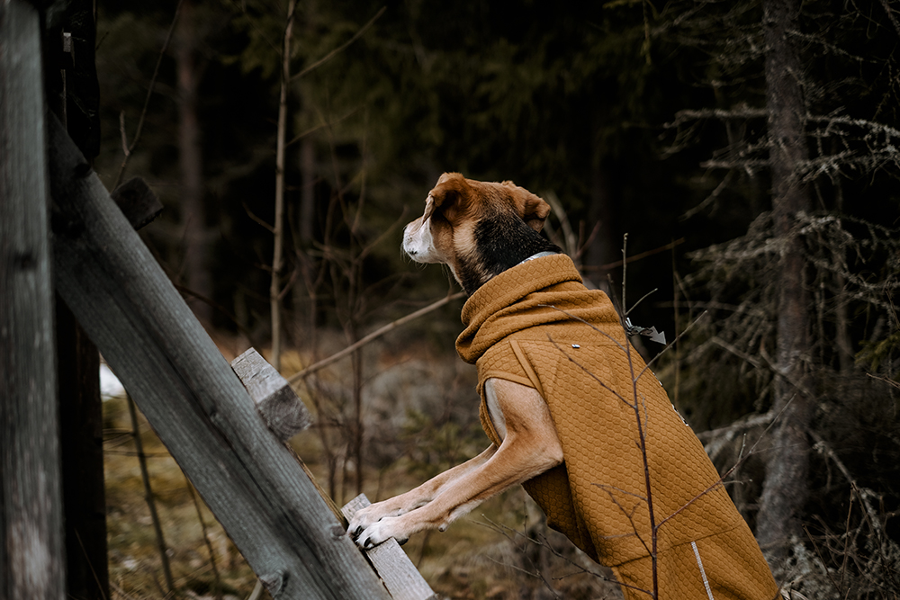 Early spring in Sweden, dog photography, adventure dogs, Hurtta ambassador, www.DOGvision.eu