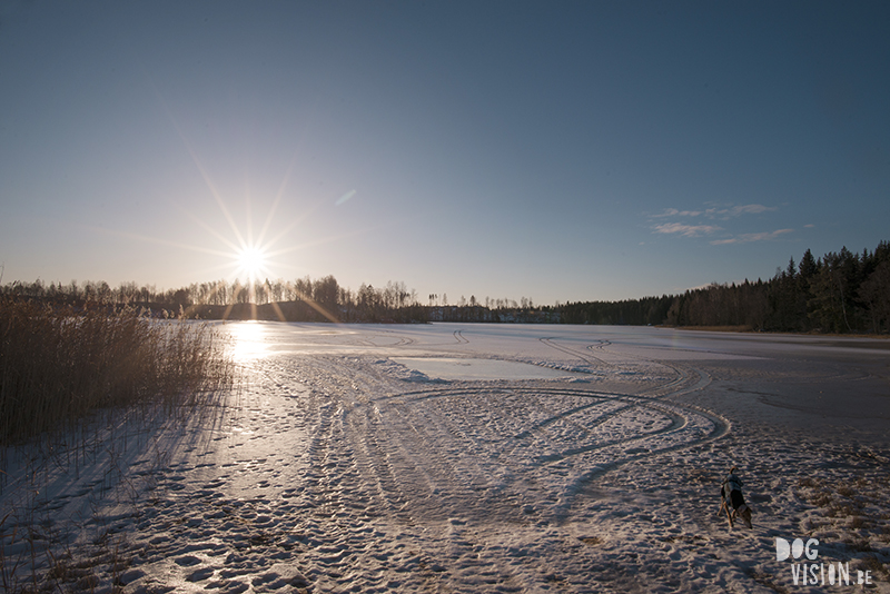 Frozen lake, High five, dog photography, rescue dog Sweden, hiking with dogs in Sweden, www.DOGvision.eu