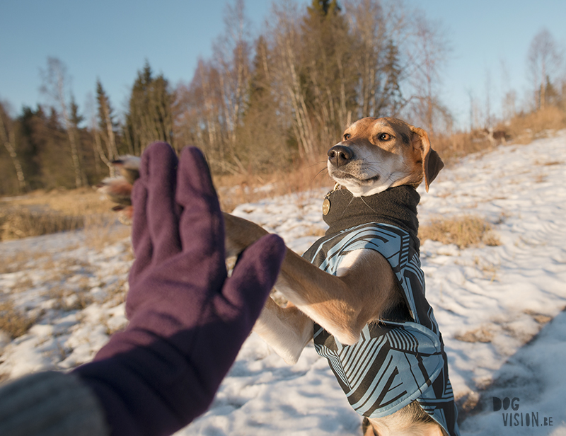 High five, dog photography, rescue dog Sweden, hiking with dogs in Sweden, www.DOGvision.eu