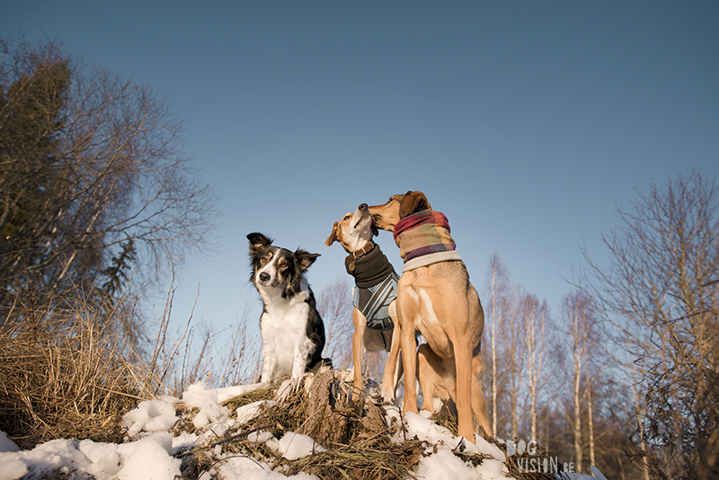 #TongueOutTuesday (03), weekly dog blog, adventure dogs, hiking with dogs in Europe, Sweden, Border Collie, Dog photographer, www.DOGvision.eu