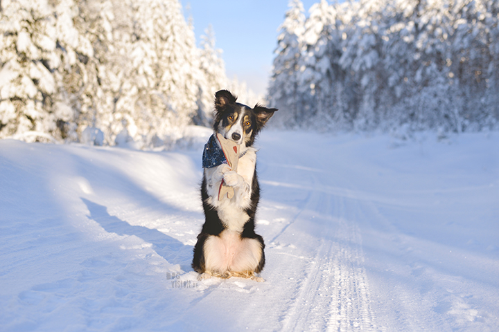 #TongueOutTuesday (07)| Blog over hondenfotografie, wonen in Zweden en avonturen met honden | www.DOGvision.be | Hondenfotografie