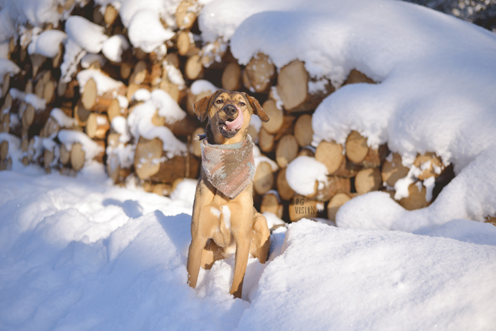 #TongueOutTuesday (08)| dog photography blog, adventures, Sweden, www.dogvision.eu