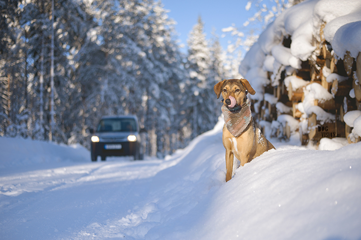 #TongueOutTuesday (06) | life in Sweden in winter | dog photography | www.DOGvision.eu