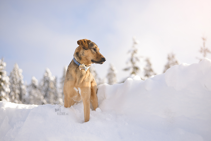 #TongueOutTuesday (07)| Blog over hondenfotografie, wonen in Zweden en avonturen met honden | www.DOGvision.be | Hondenfotografie