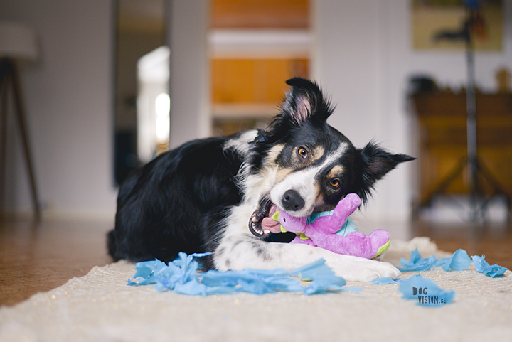 Gelukkige verjaardag Mogwai | Border collie | hondenfotografie | Zweden | www.DOGvision.be