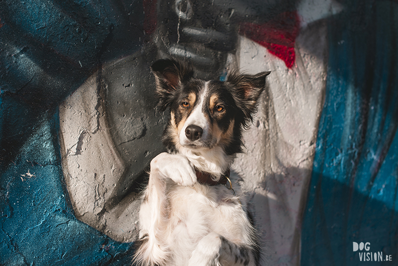 #TongueOutTuesday (16), hondenfotografie Fenne Kustermans, DOGvision Dalarna Zweden, yoga, graffiti, Border Collie, www.DOGvision.be