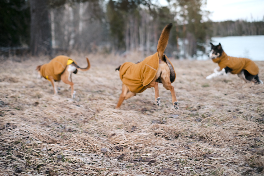 Early spring in Sweden, dog photography, adventure dogs, Hurtta ambassador, www.DOGvision.eu