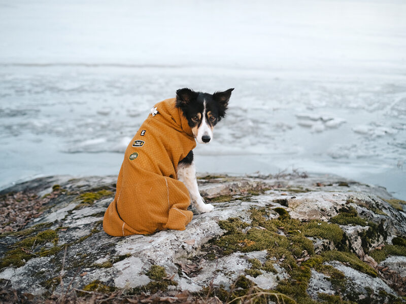 Early spring in Sweden, dog photography, adventure dogs, Hurtta ambassador, www.DOGvision.eu