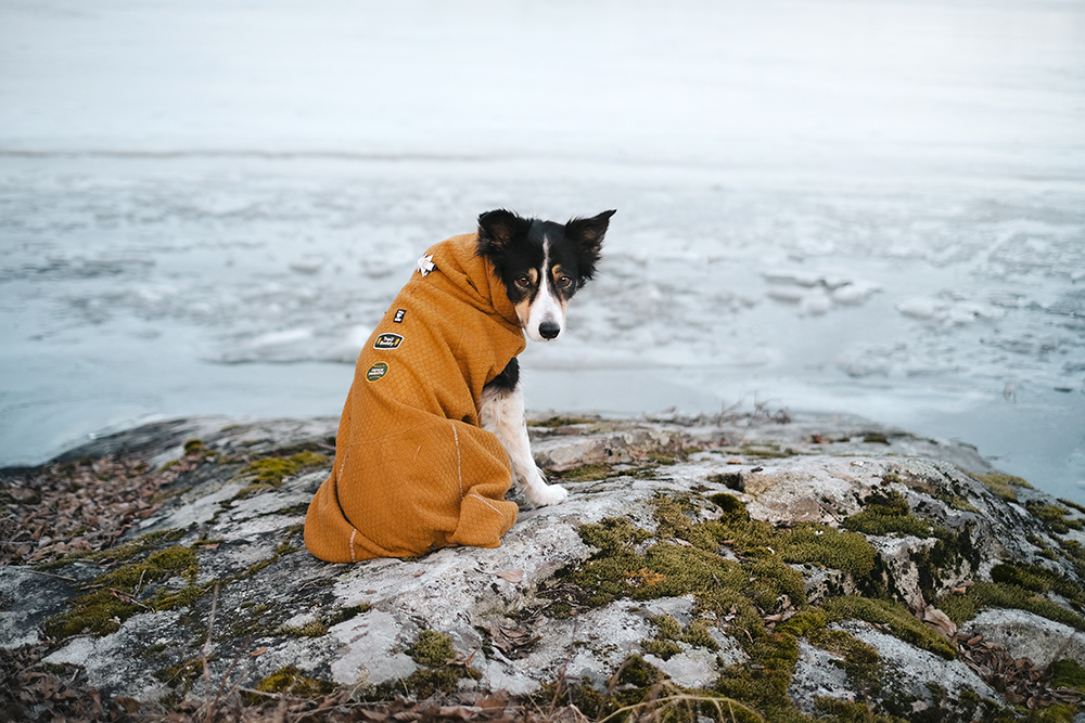 Early spring in Sweden, dog photography, adventure dogs, Hurtta ambassador, www.DOGvision.eu