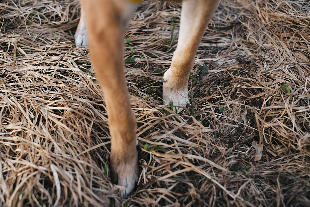 Early spring in Sweden, dog photography, adventure dogs, Hurtta ambassador, www.DOGvision.eu