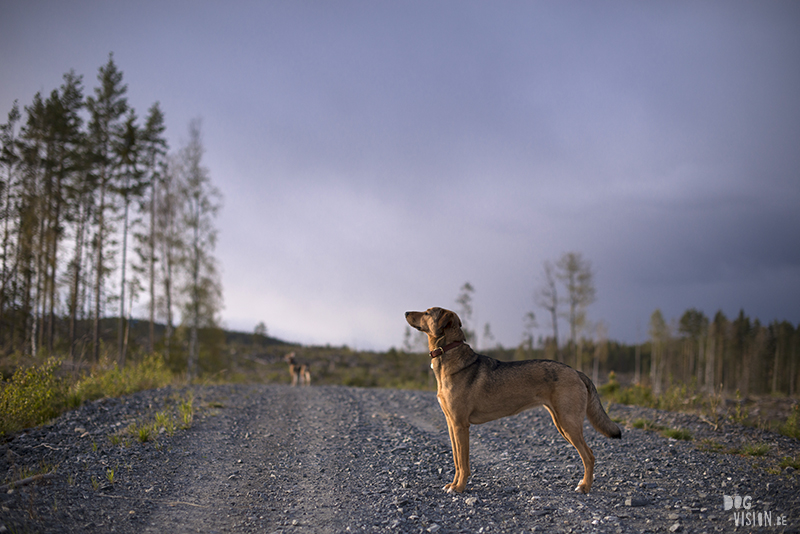 Hondenfotografie, hondenfotograaf, Fenne Kustermans, www.dogvision.eu, fotografie Zweden, Dalarna, honden blog